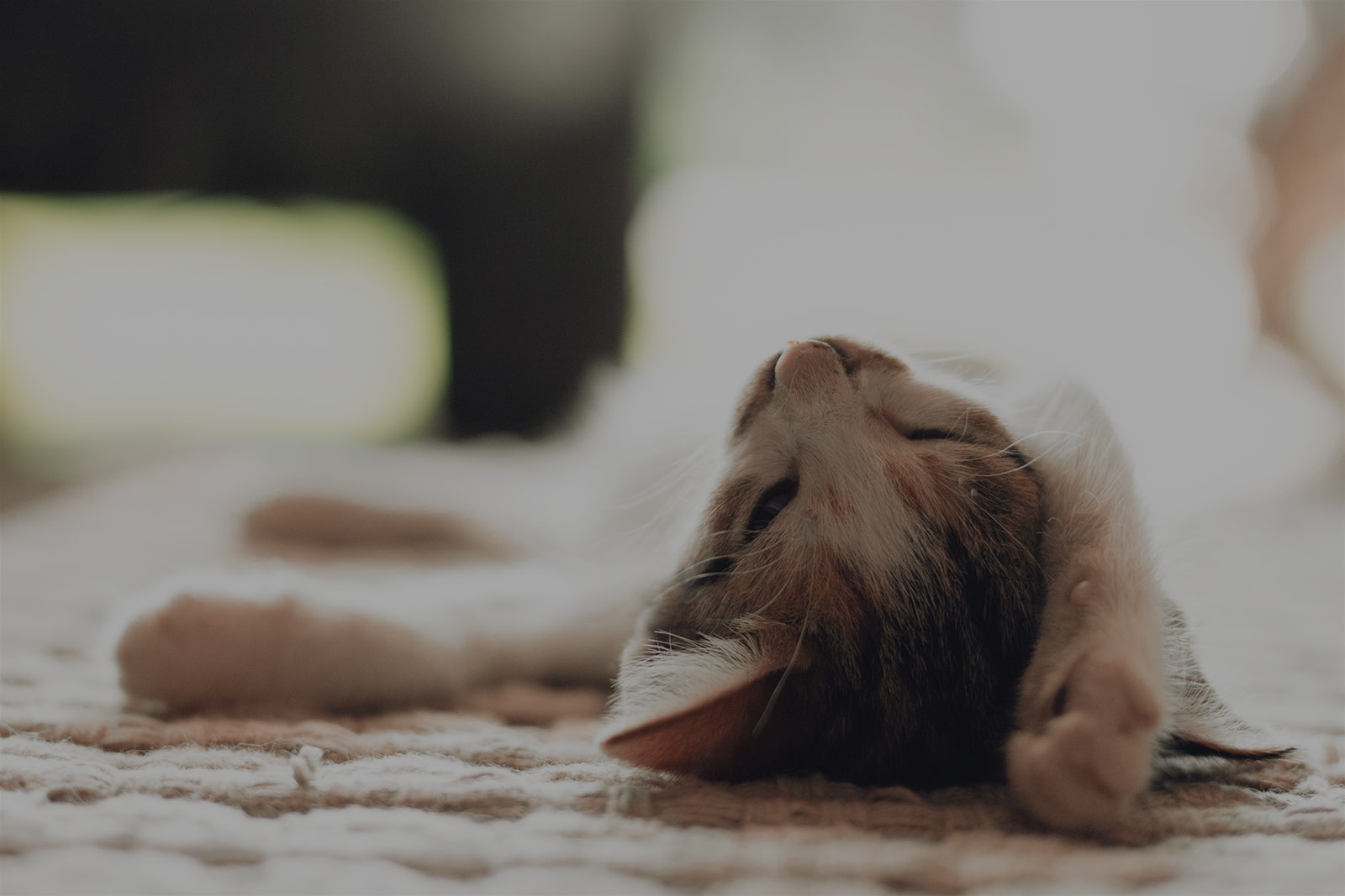 猫の熱中症対策　気を付けるべきことは？