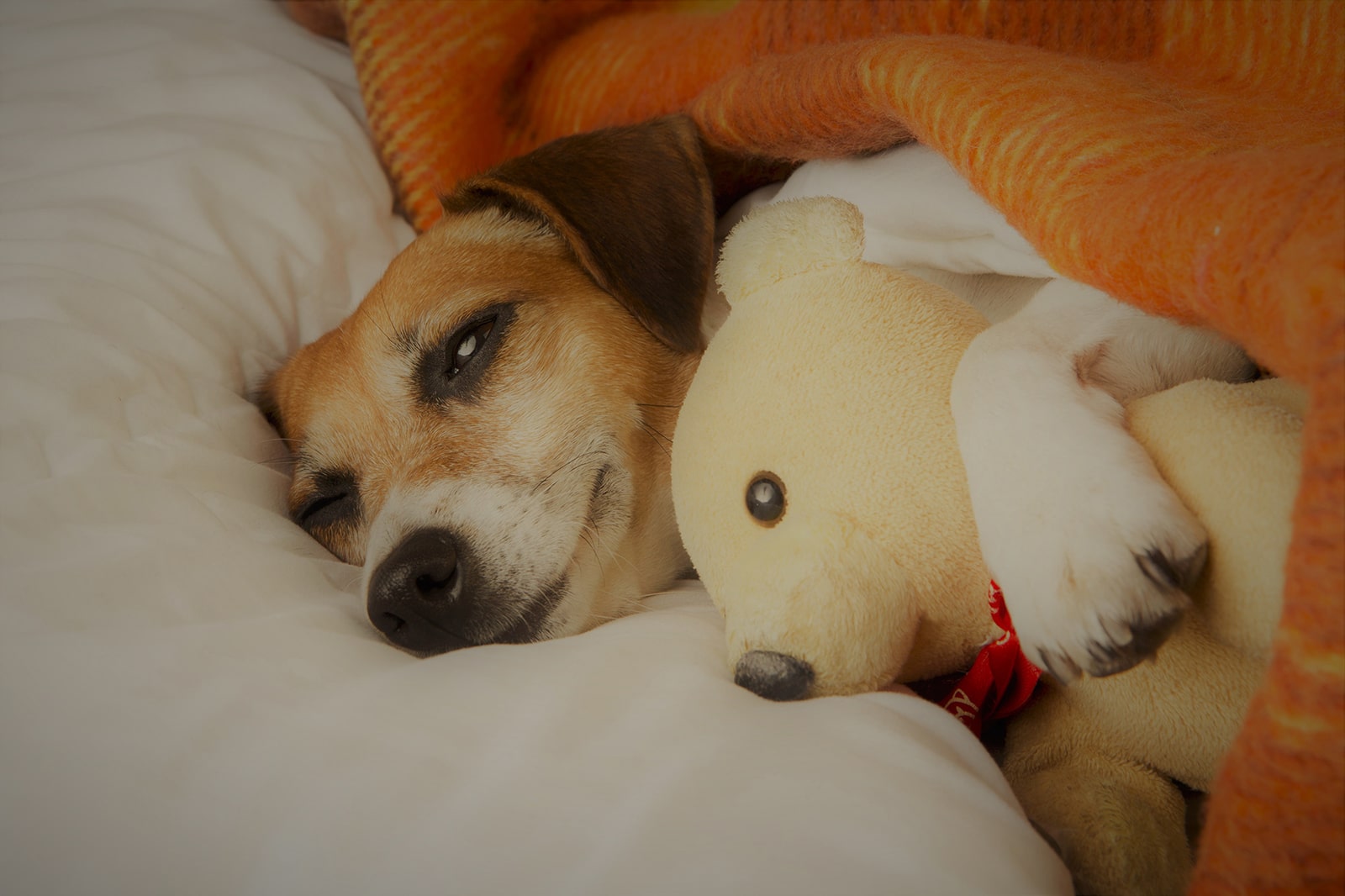 寝たきり犬の介護のポイントは？ 犬も飼い主さんも幸せに過ごすために