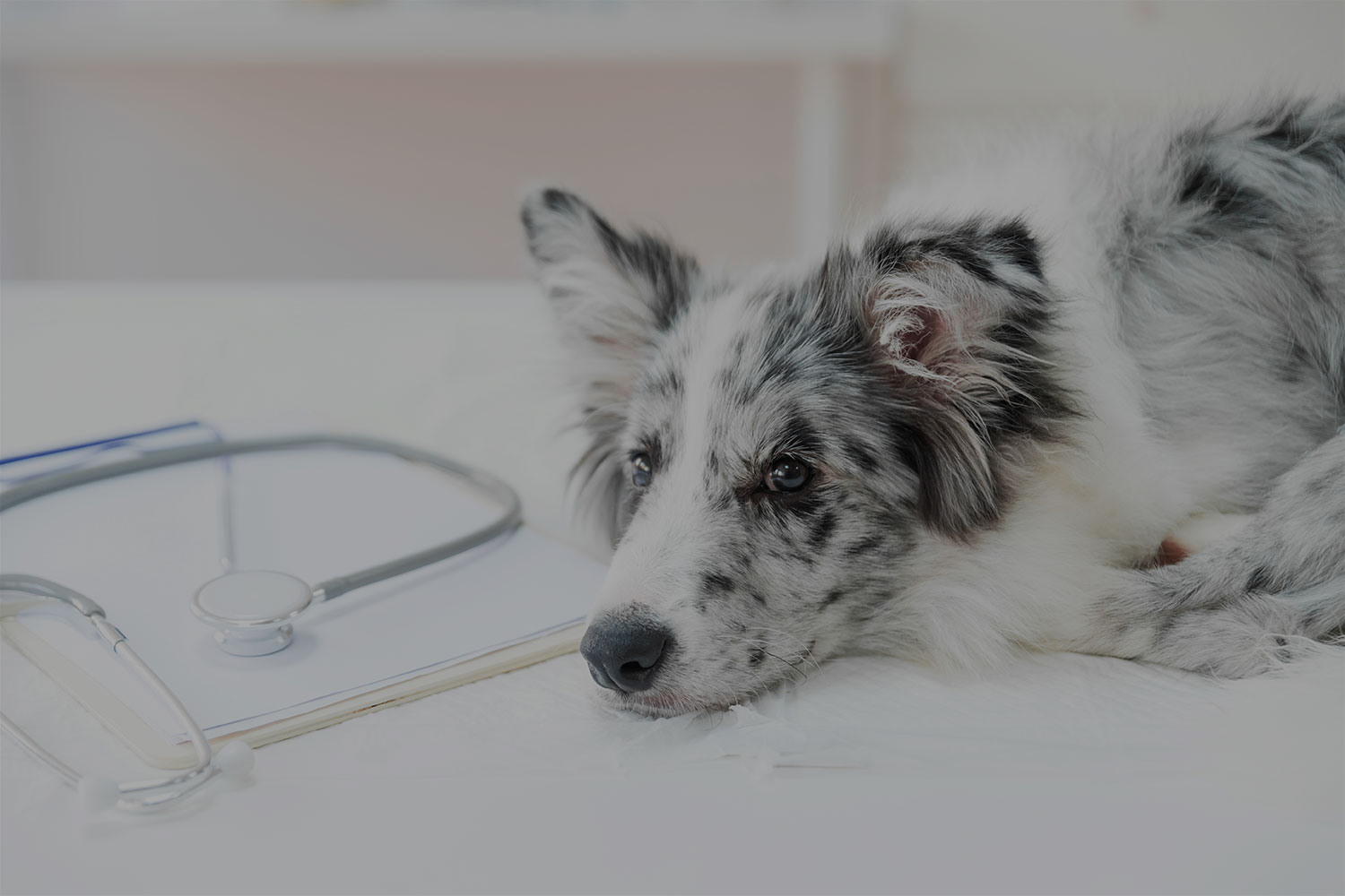 犬の健康診断はメリットがいっぱい！　受ける頻度や注意点は？