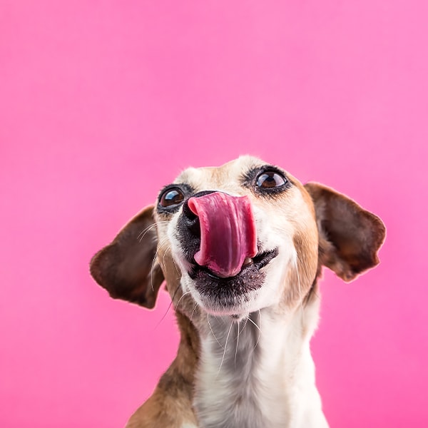 下痢や嘔吐に苦しむ愛犬は見たくない。獣医師に聞く、おなかの不調に対応する美味しい療法食とは？
