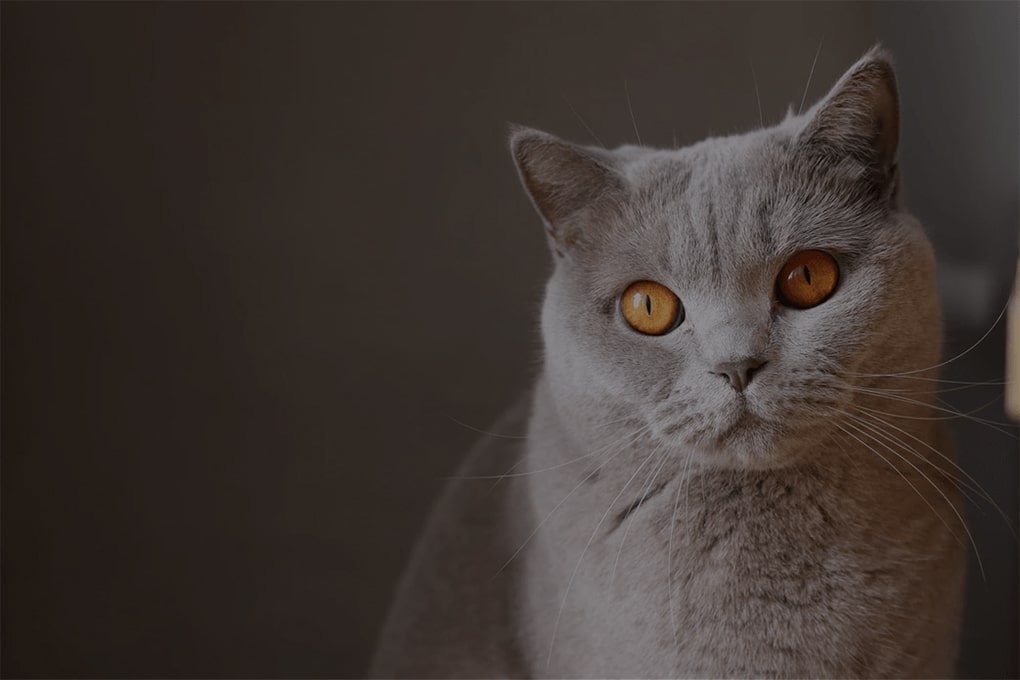 猫に薬を飲ませたい！　嫌がらずに飲ませるコツ