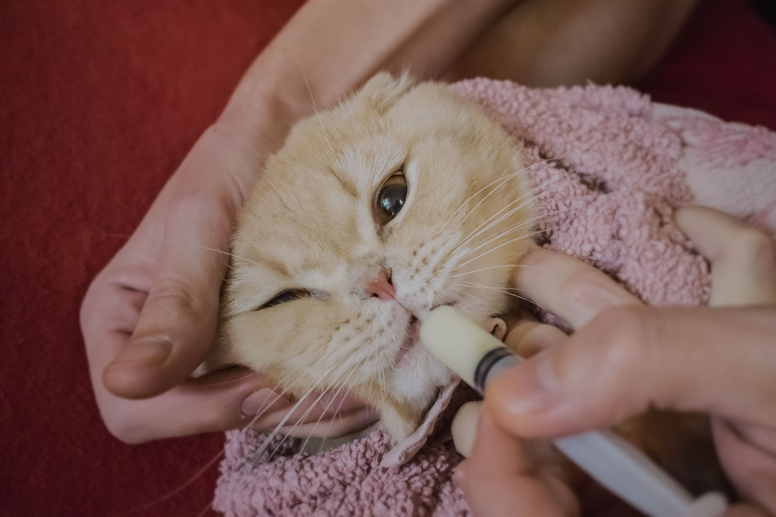 猫 病院 連れ て 行け ない 暴れる